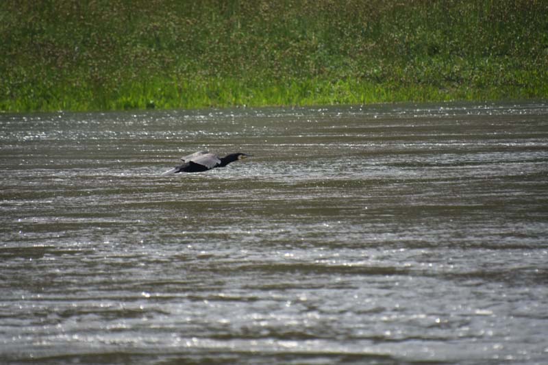 19-05-24_Rees_0180_GA2_0368